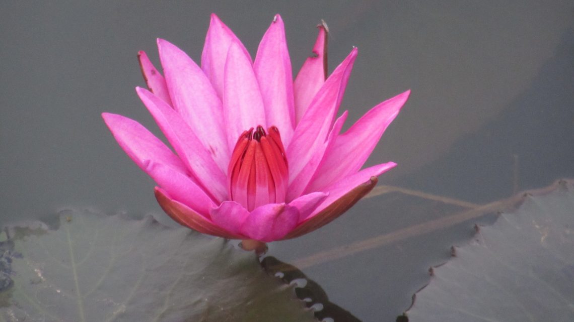 ד"ר רוני מרחי סוגי טיפולים ברפואה משלימה